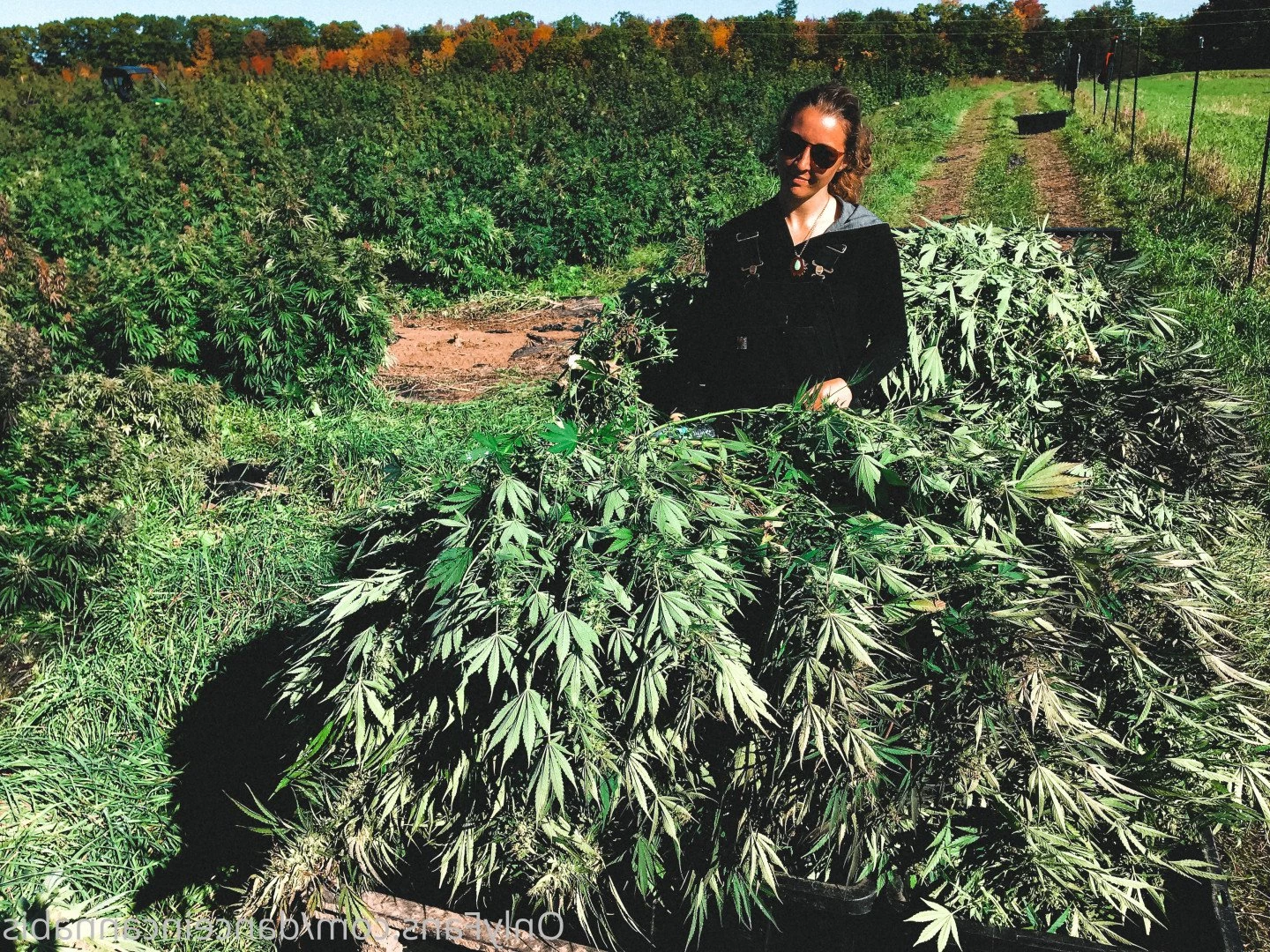 Juliet Jones [ danceincannabis ] Onlyfans leaked photo 5127993 on Hotleaks.tv