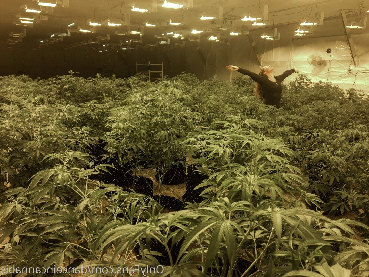 Juliet Jones [ danceincannabis ] Onlyfans leaked photo 5128085 on Hotleaks.tv