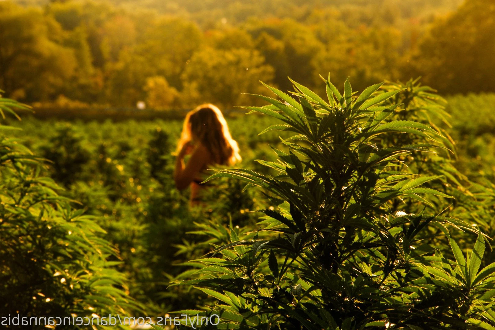 Juliet Jones [ danceincannabis ] Onlyfans leaked photo 5128122 on Hotleaks.tv