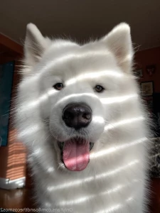 5438787