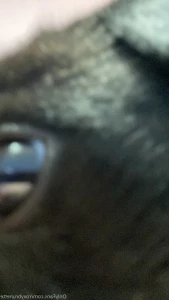 16209732