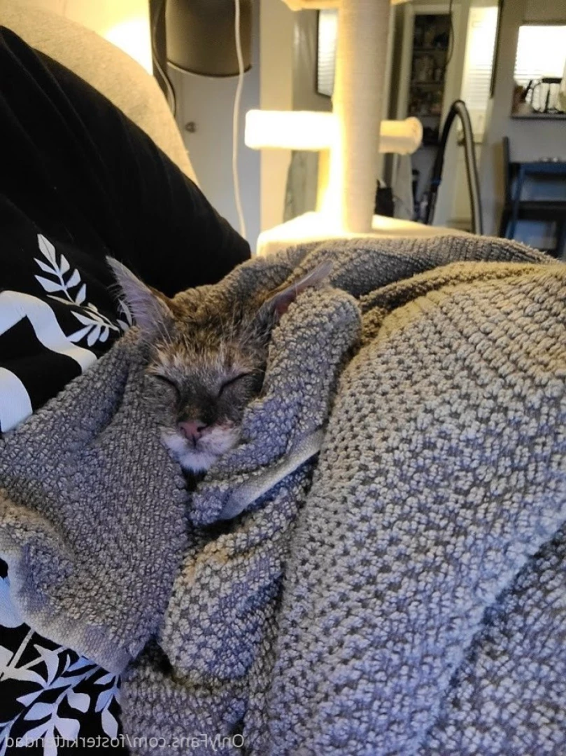 Foster Kitten Dad [ fosterkittendad ] Onlyfans leaked photo 11565729 on Hotleaks.tv