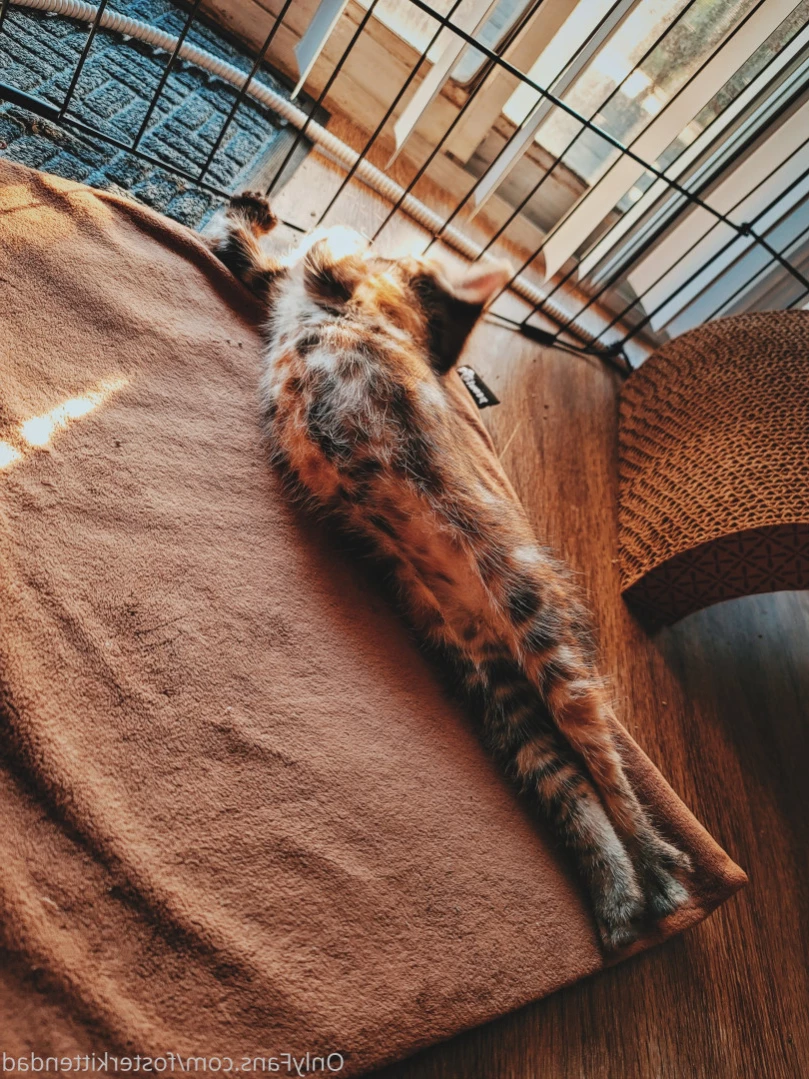 Foster Kitten Dad [ fosterkittendad ] Onlyfans leaked photo 11566145 on Hotleaks.tv