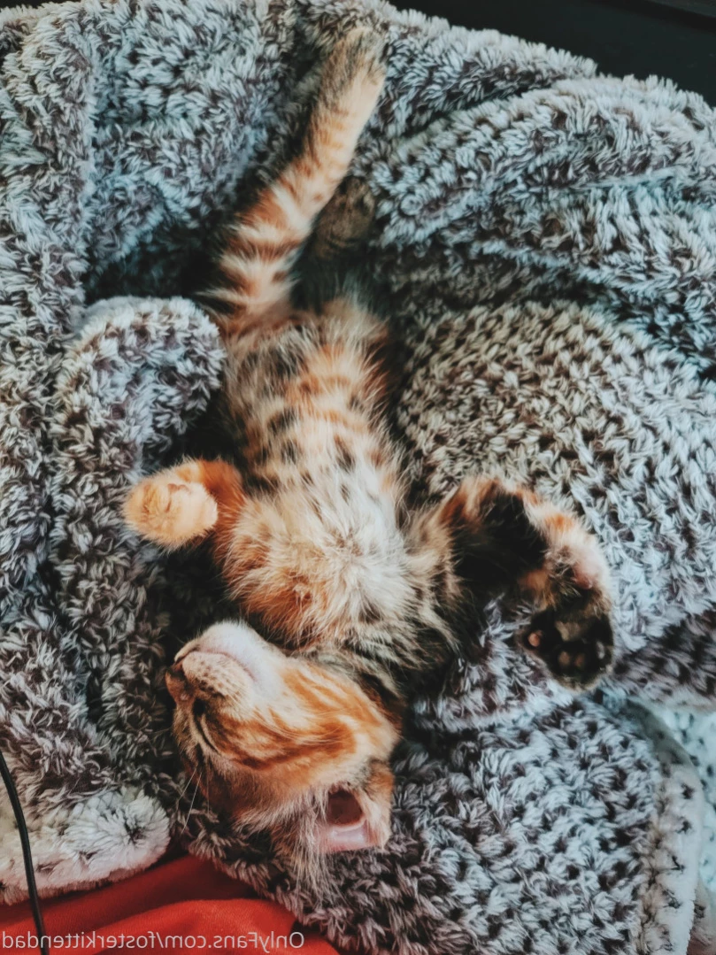 Foster Kitten Dad [ fosterkittendad ] Onlyfans leaked photo 11945900 on Hotleaks.tv