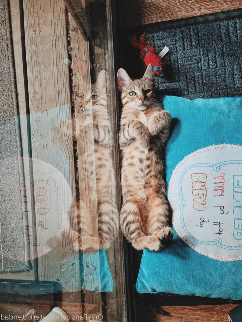 Foster Kitten Dad [ fosterkittendad ] Onlyfans leaked photo 13567543 on Hotleaks.tv