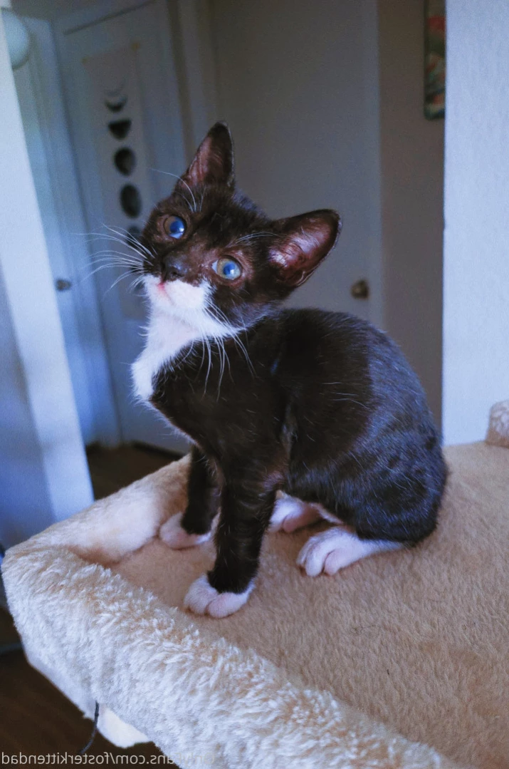 Foster Kitten Dad [ fosterkittendad ] Onlyfans leaked photo 13736556 on Hotleaks.tv