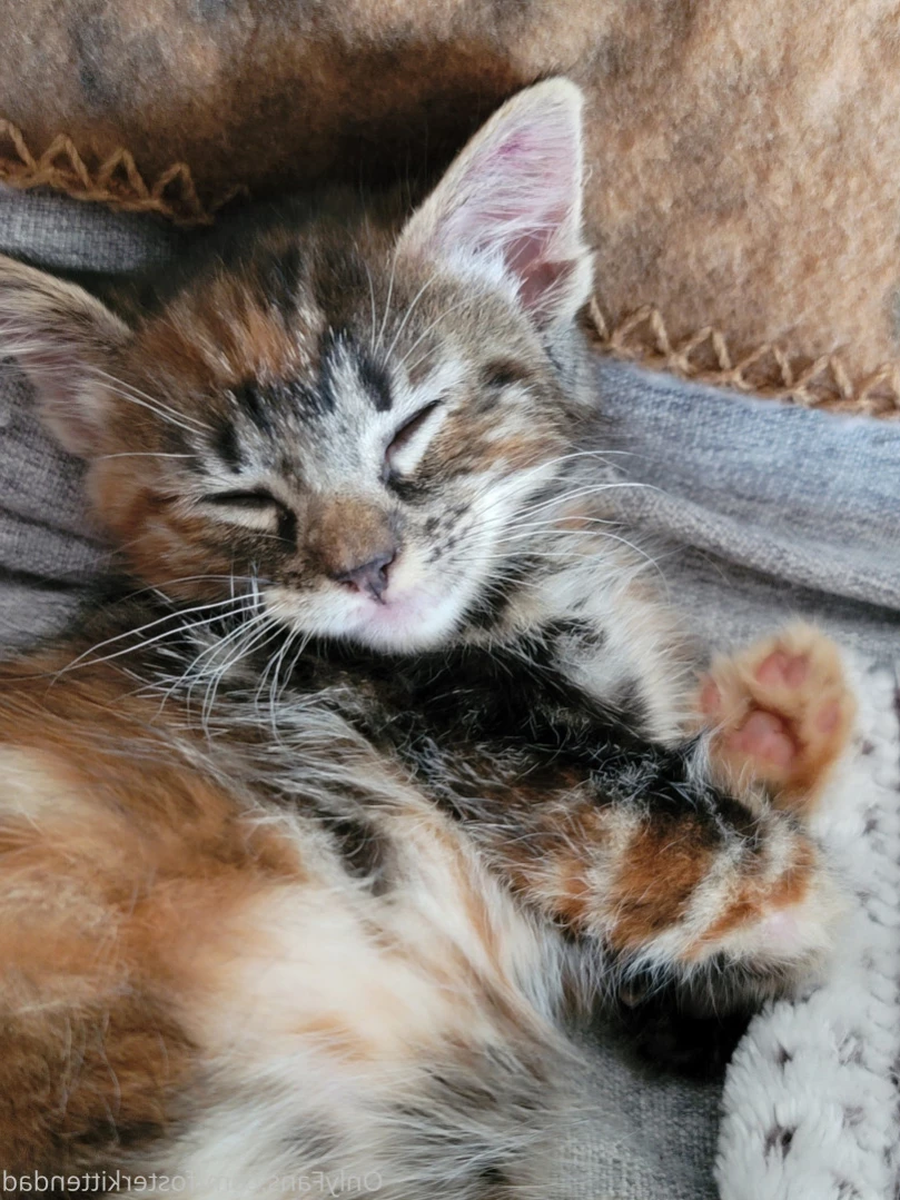 Foster Kitten Dad [ fosterkittendad ] Onlyfans leaked photo 13892043 on Hotleaks.tv