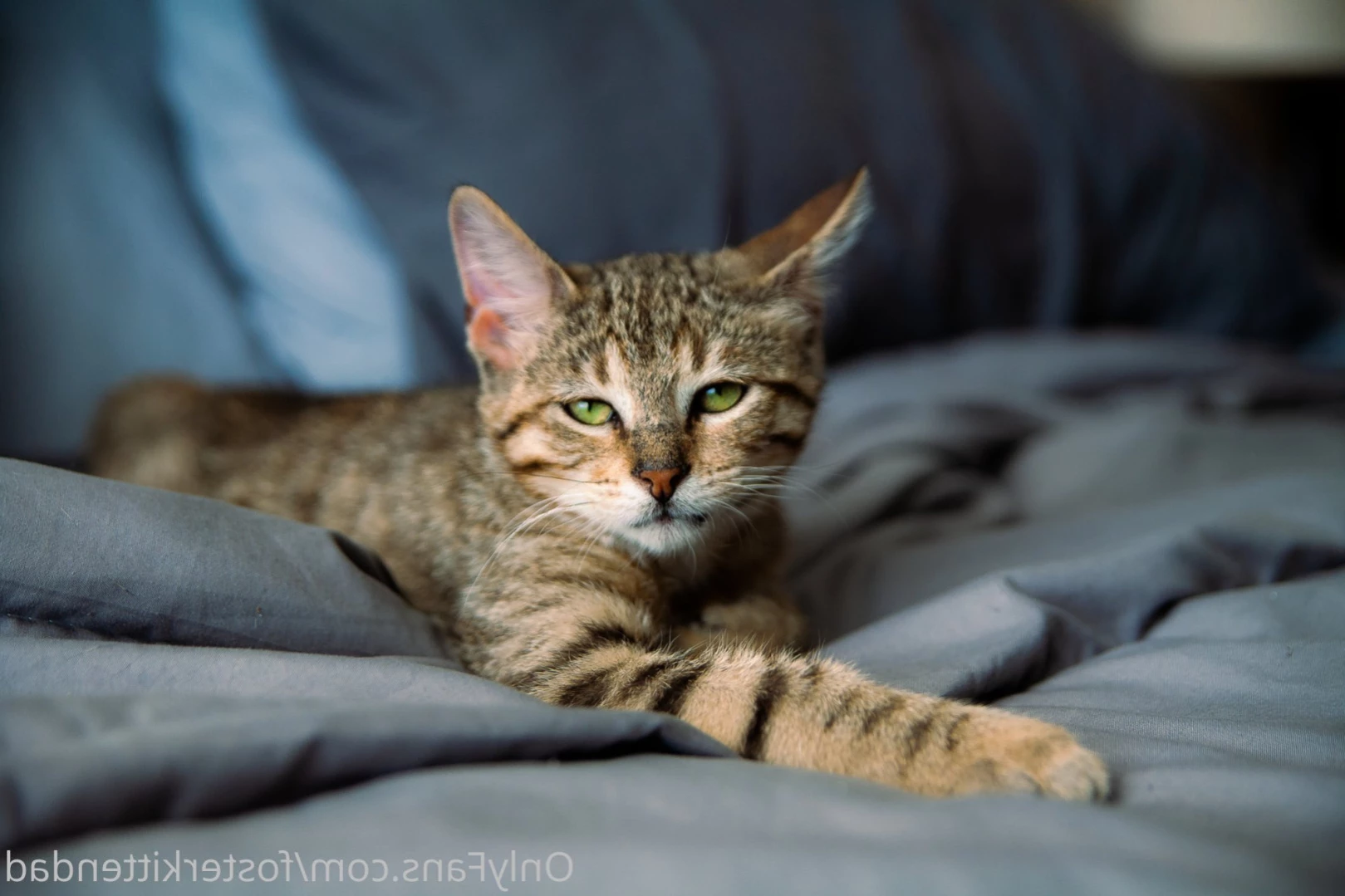 Foster Kitten Dad [ fosterkittendad ] Onlyfans leaked photo 13972178 on Hotleaks.tv