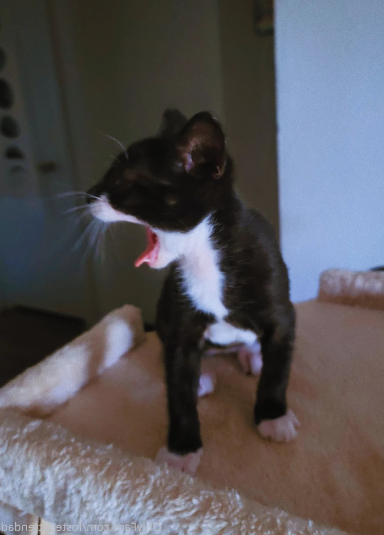 Foster Kitten Dad [ fosterkittendad ] Onlyfans leaked photo 14053018 on Hotleaks.tv