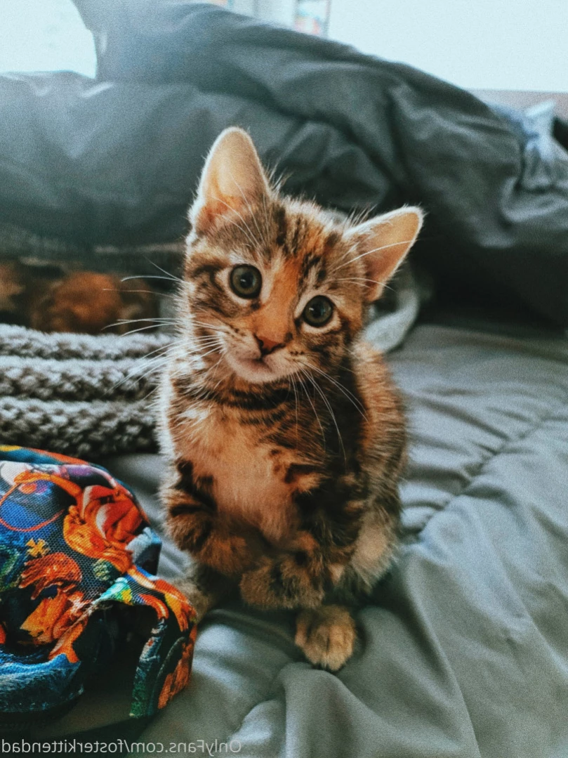 Foster Kitten Dad [ fosterkittendad ] Onlyfans leaked photo 14297229 on Hotleaks.tv