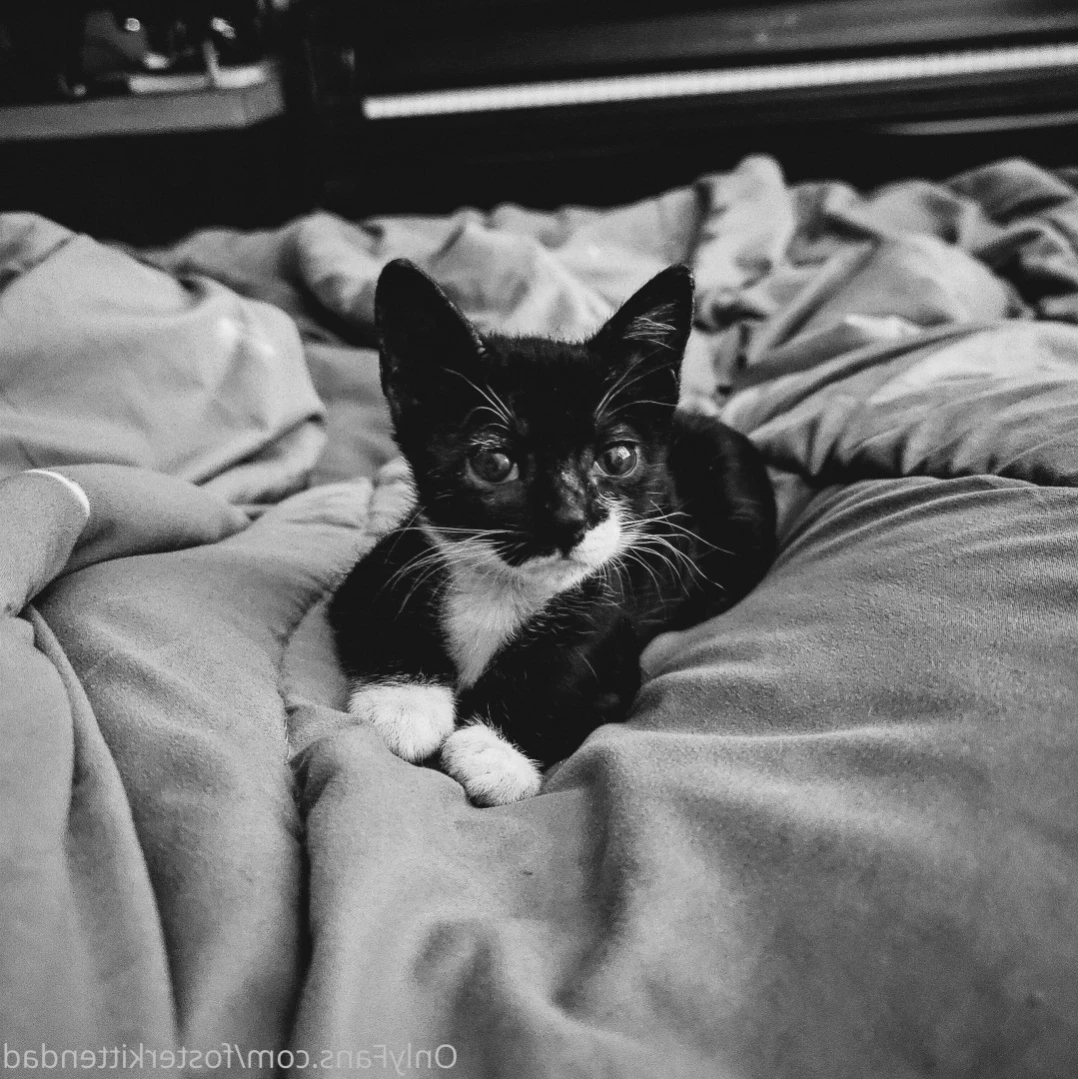 Foster Kitten Dad [ fosterkittendad ] Onlyfans leaked photo 14543931 on Hotleaks.tv