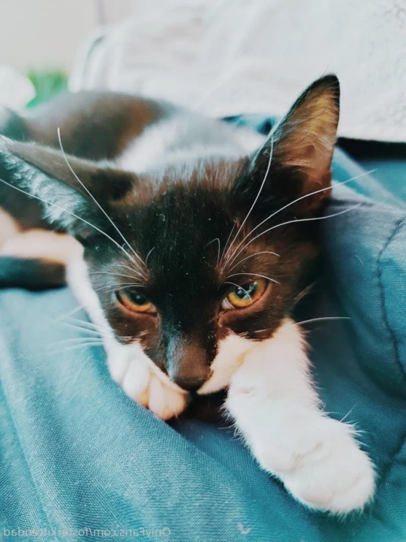 Foster Kitten Dad [ fosterkittendad ] Onlyfans leaked photo 14729522 on Hotleaks.tv