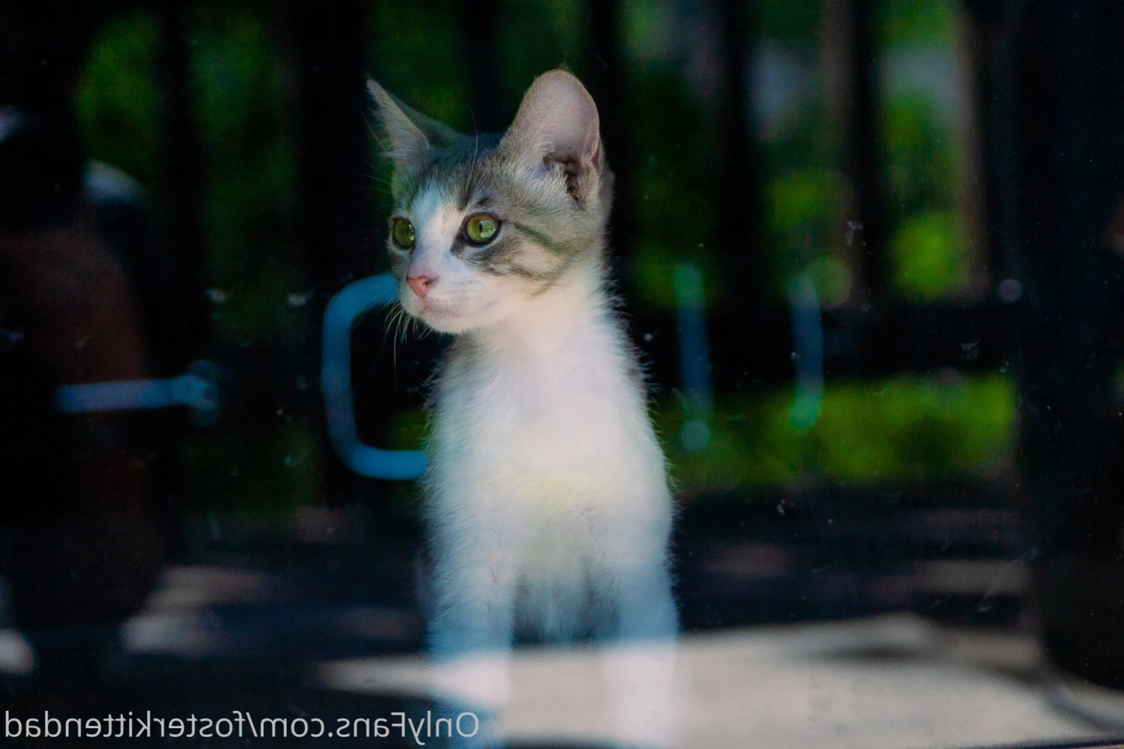 Foster Kitten Dad [ fosterkittendad ] Onlyfans leaked photo 15257826 on Hotleaks.tv