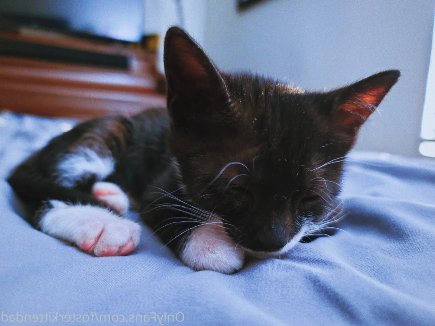 Foster Kitten Dad [ fosterkittendad ] Onlyfans leaked photo 15266791 on Hotleaks.tv