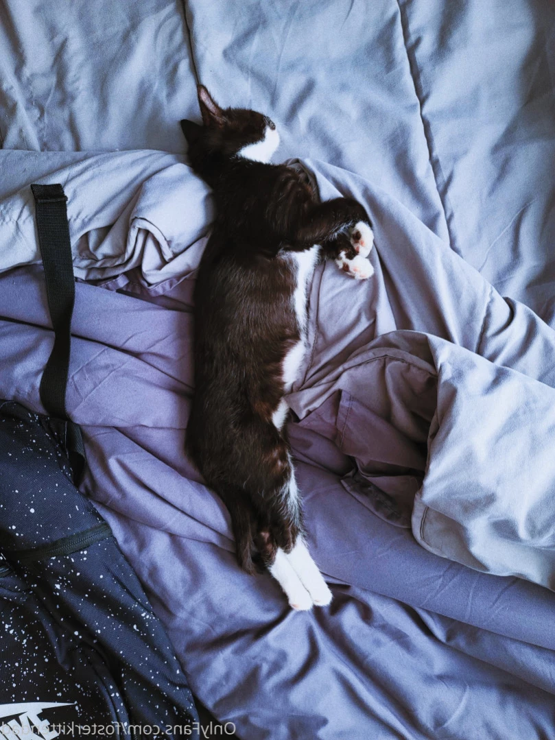 Foster Kitten Dad [ fosterkittendad ] Onlyfans leaked photo 15531214 on Hotleaks.tv