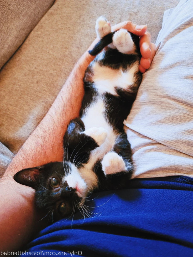 Foster Kitten Dad [ fosterkittendad ] Onlyfans leaked photo 15848811 on Hotleaks.tv