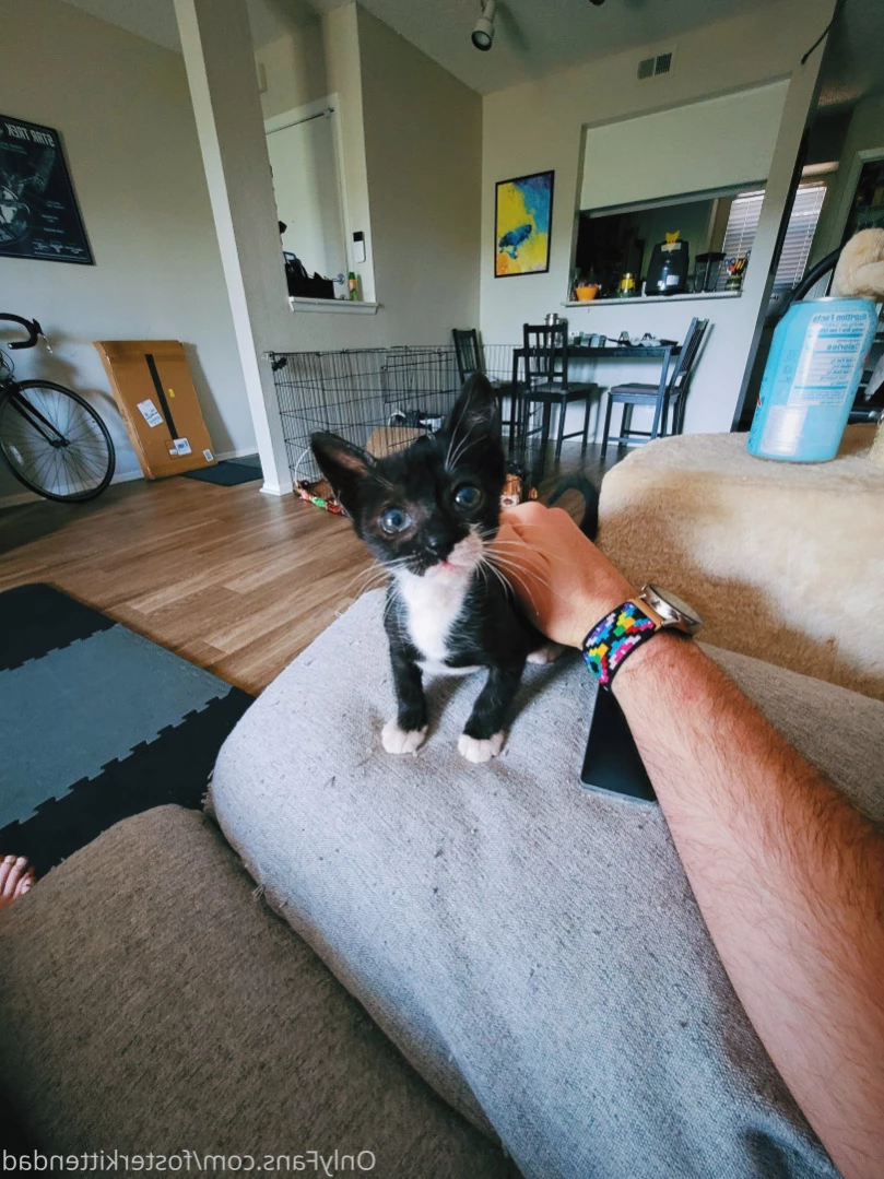 Foster Kitten Dad [ fosterkittendad ] Onlyfans leaked photo 16076980 on Hotleaks.tv
