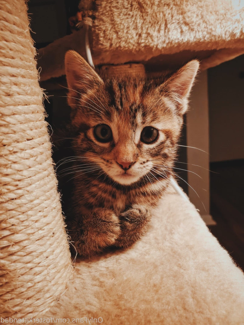 Foster Kitten Dad [ fosterkittendad ] Onlyfans leaked photo 16259967 on Hotleaks.tv