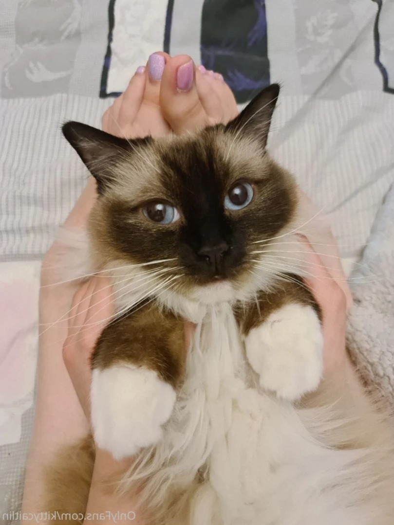 Kitty Caitlin [ kittycaitlin ] Onlyfans leaked photo 16090189 on Hotleaks.tv