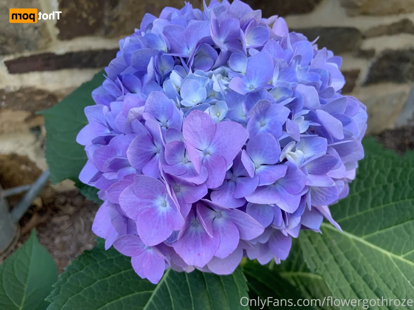 flowergothroze Onlyfans leaked photo 13489963 on Hotleaks.tv